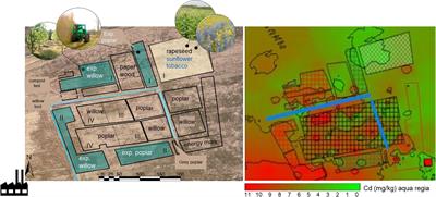 Tobacco, Sunflower and High Biomass SRC Clones Show Potential for Trace Metal Phytoextraction on a Moderately Contaminated Field Site in Belgium